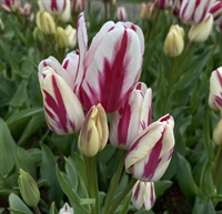 Tulipan Flaming Club 7 løg